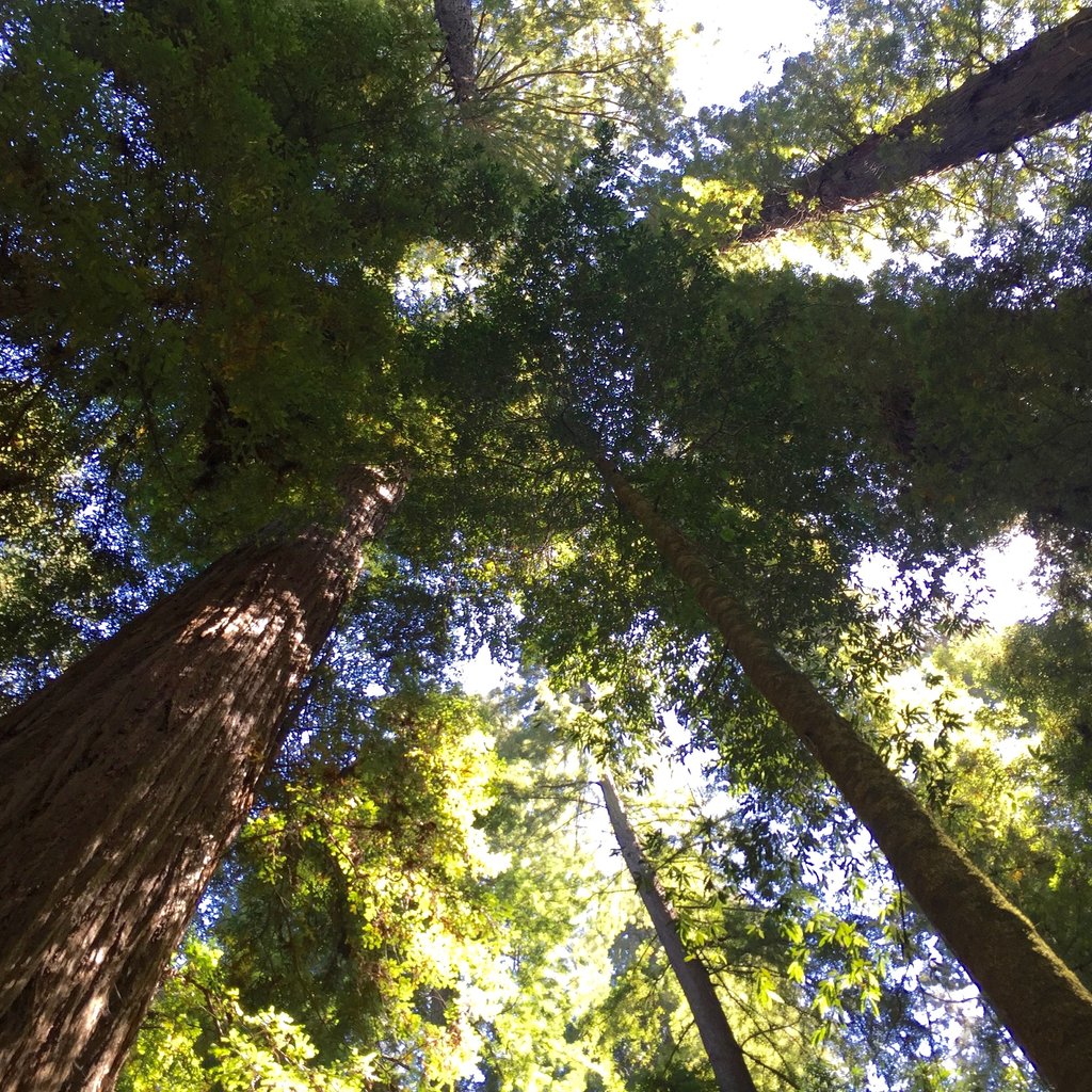 California Redwoods