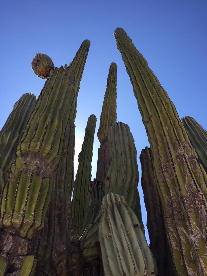 Beautiful cacti in Baja.