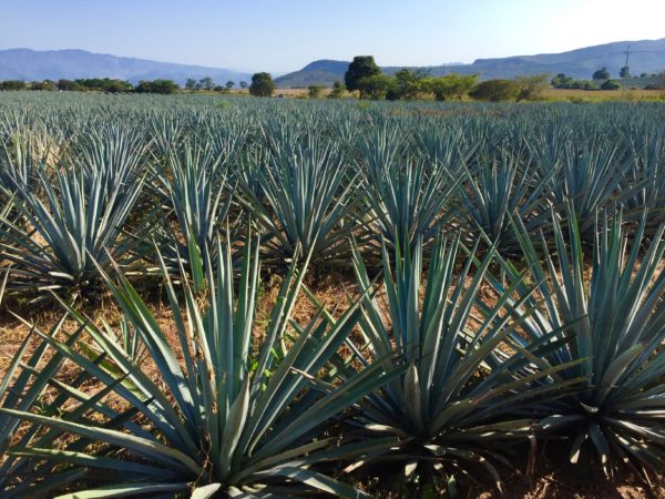 Miles and miles of tequila in the making.