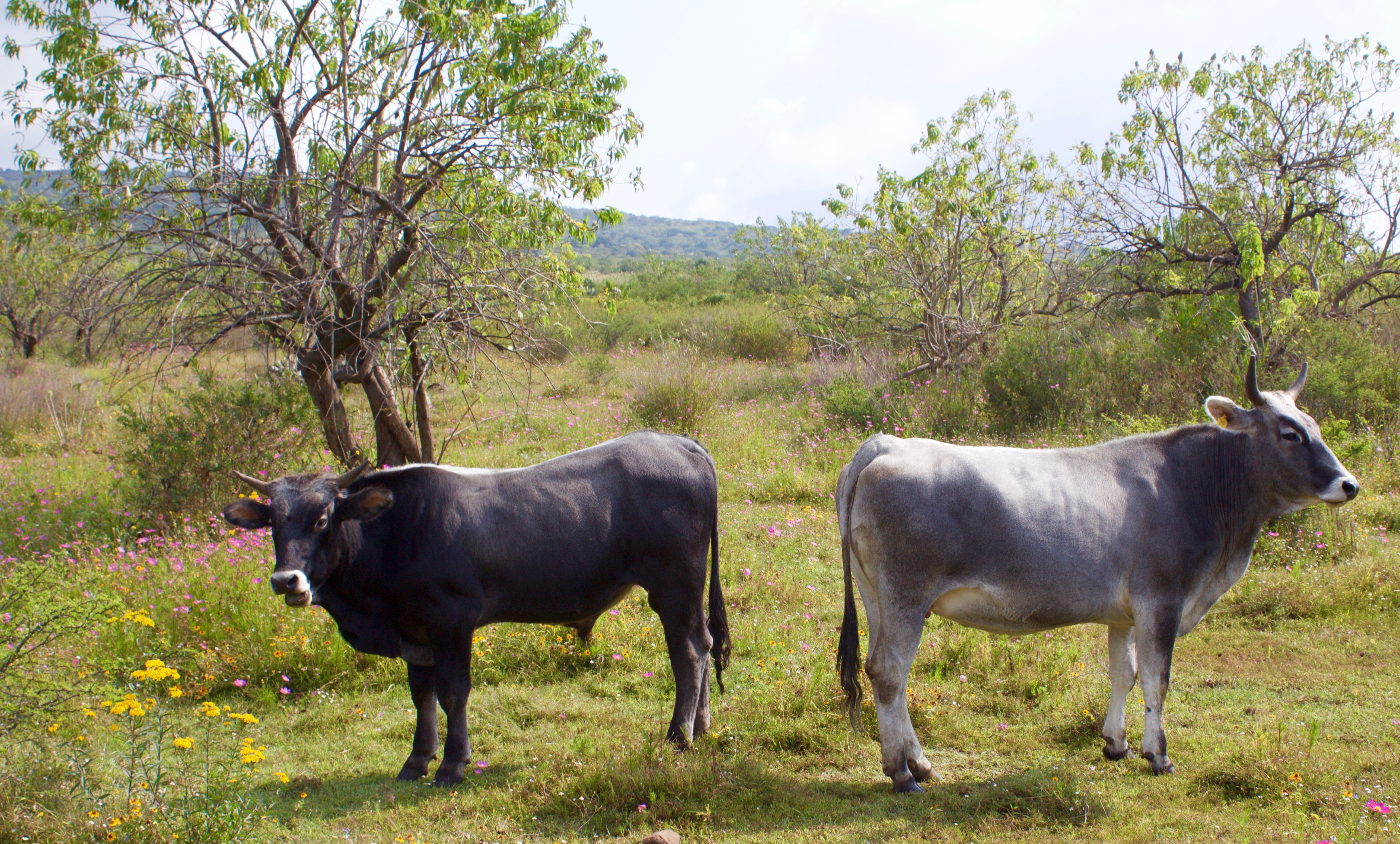 Jalisco is cattle country.