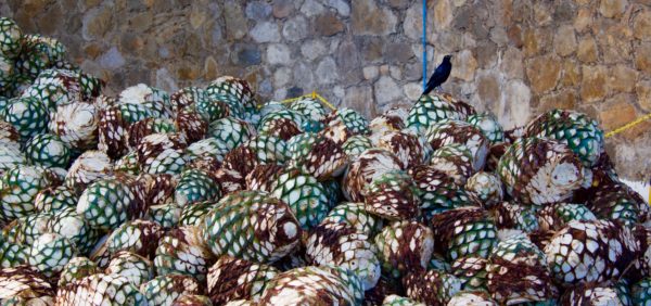 Grackle and agave piñas