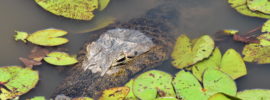 Caiman